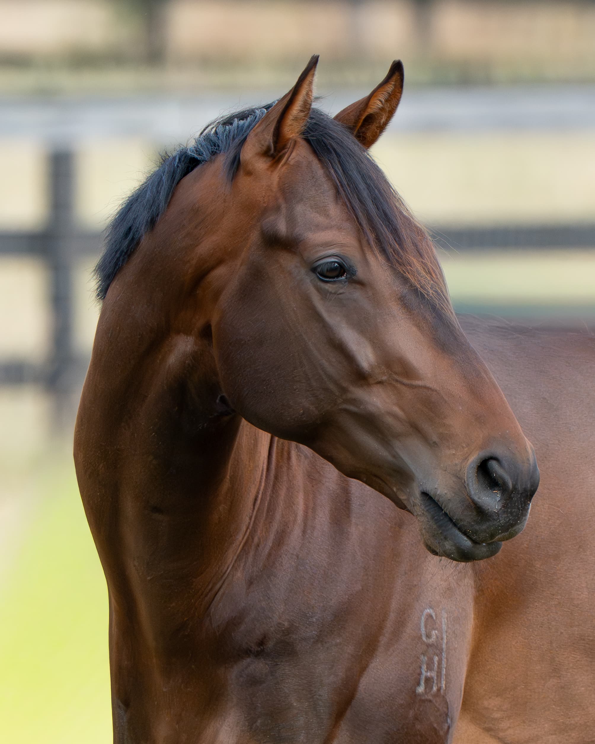 Bloodstock Media